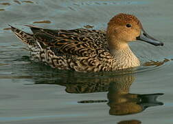 Northern Pintail