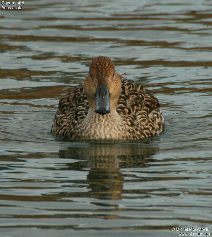 Northern Pintail female adult, identification