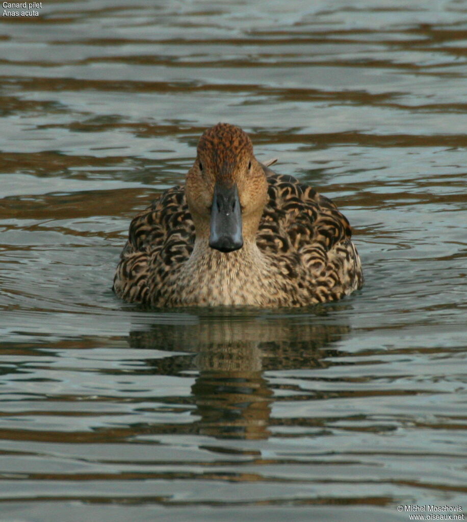 Northern Pintail female adult, identification