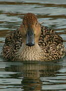 Northern Pintail