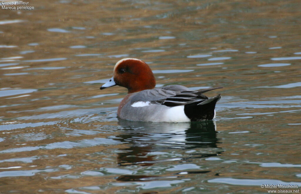 Eurasian Wigeon male adult breeding, identification