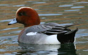 Eurasian Wigeon