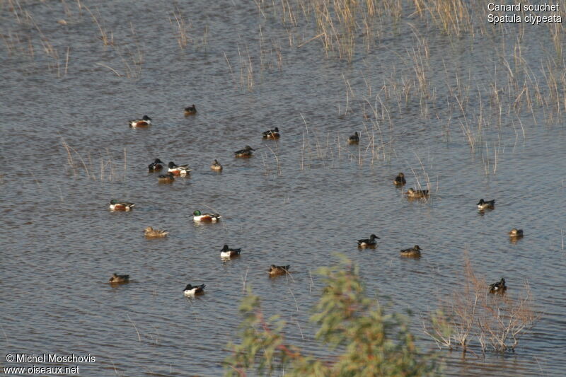 Canard souchetadulte