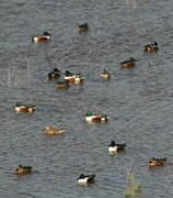 Northern Shoveler