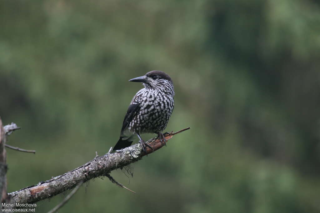 Spotted Nutcrackerjuvenile, identification