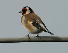 European Goldfinch