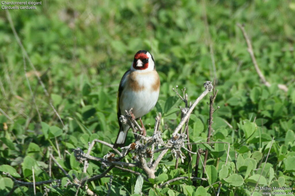 European Goldfinch