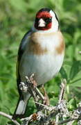 European Goldfinch