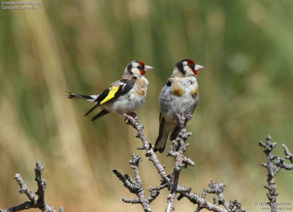 Chardonneret élégant, identification