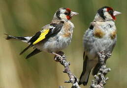 European Goldfinch