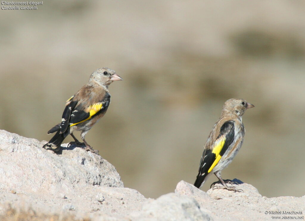 European GoldfinchFirst year, identification