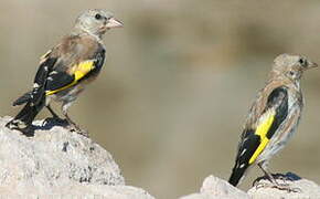 European Goldfinch