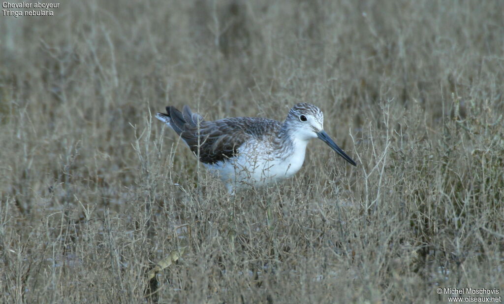 Common Greenshank, identification