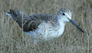 Common Greenshank