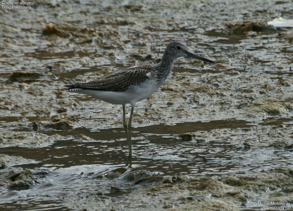 Common Greenshank, identification