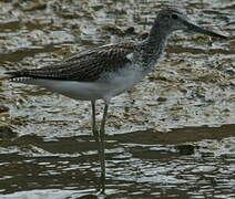 Common Greenshank