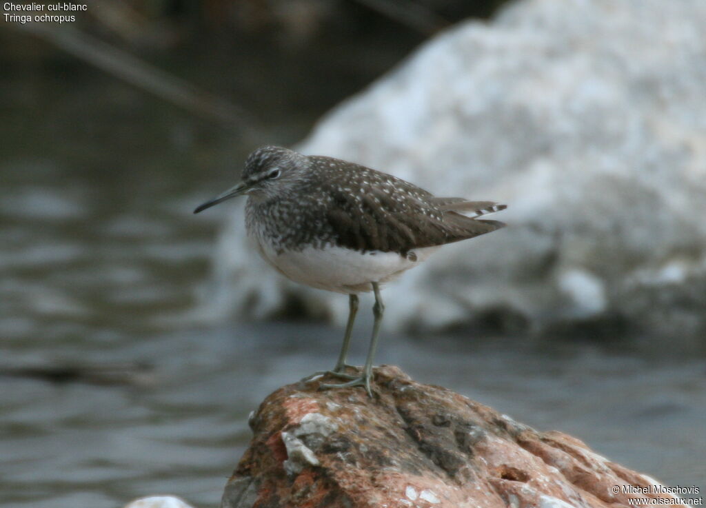 Green Sandpiper