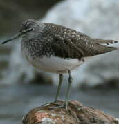 Green Sandpiper