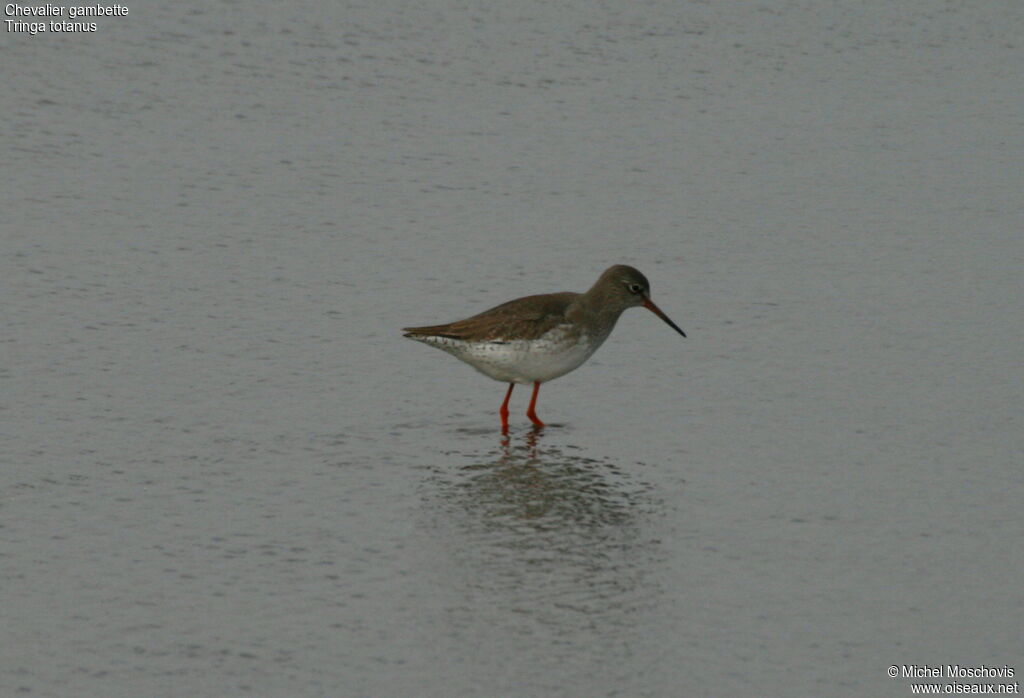 Common Redshank, identification