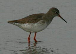 Common Redshank