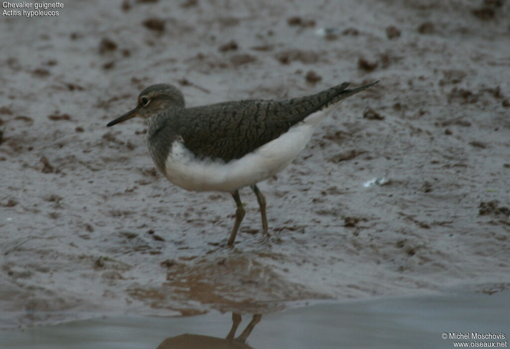 Common Sandpiper