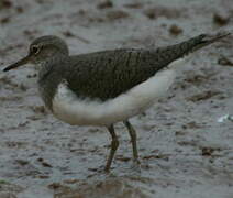 Common Sandpiper