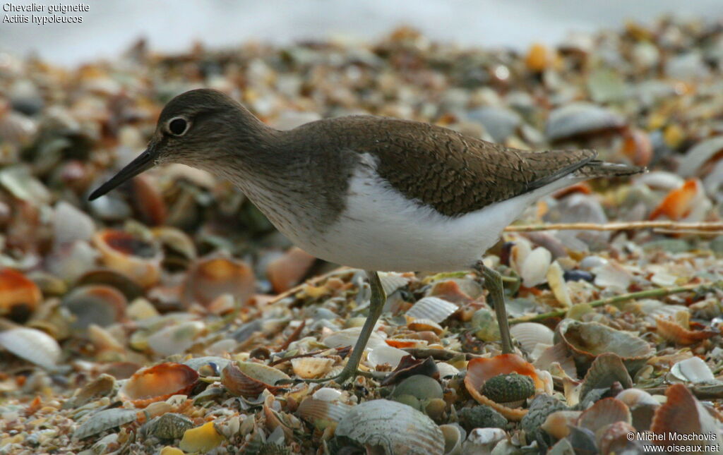 Chevalier guignette, identification