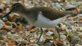 Common Sandpiper