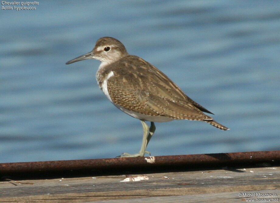 Chevalier guignette, identification