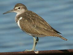 Common Sandpiper