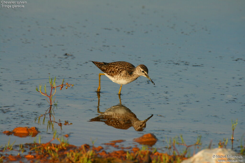 Wood Sandpiperadult breeding, identification