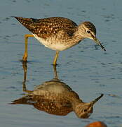 Wood Sandpiper