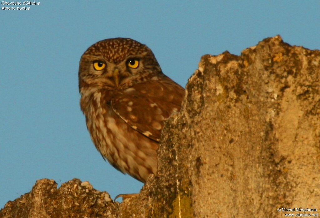 Chevêche d'Athéna, identification