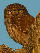 Little Owl