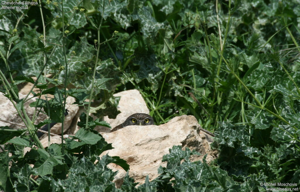 Little Owl, Behaviour