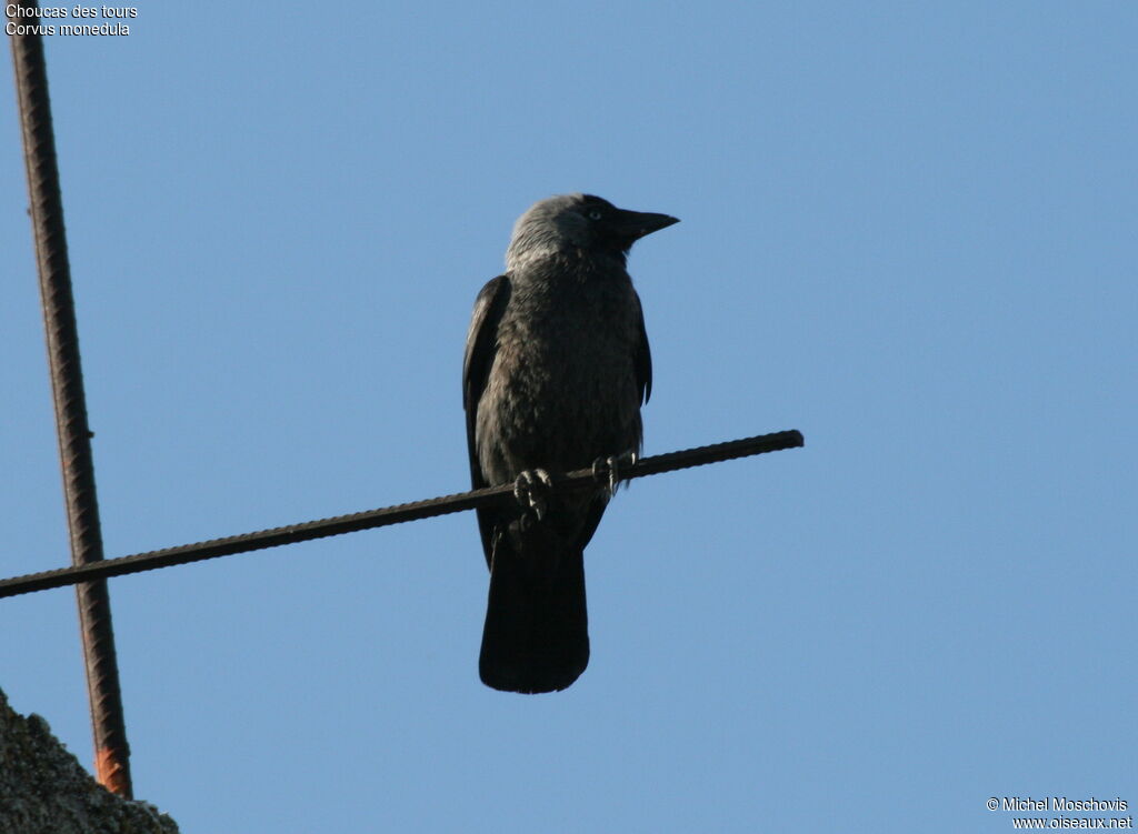 Western Jackdaw