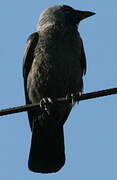 Western Jackdaw