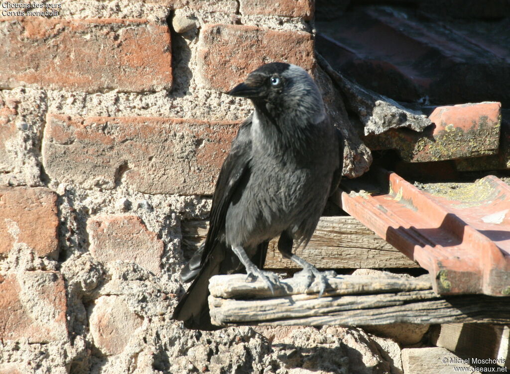 Western Jackdaw