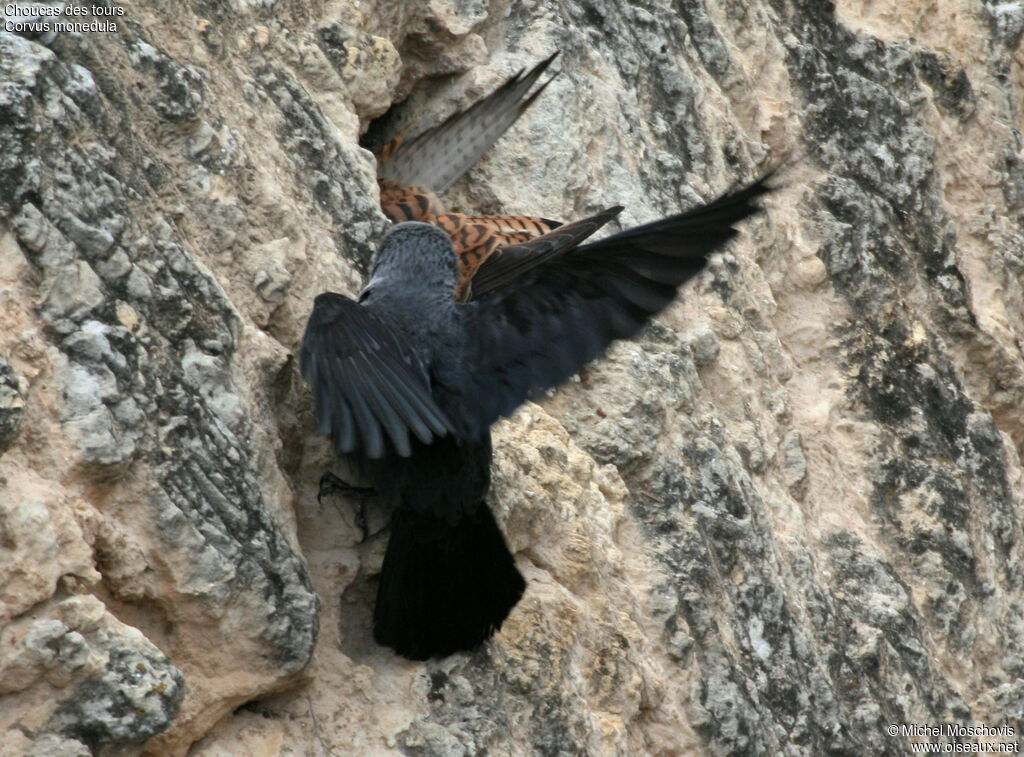 Western Jackdaw, Behaviour