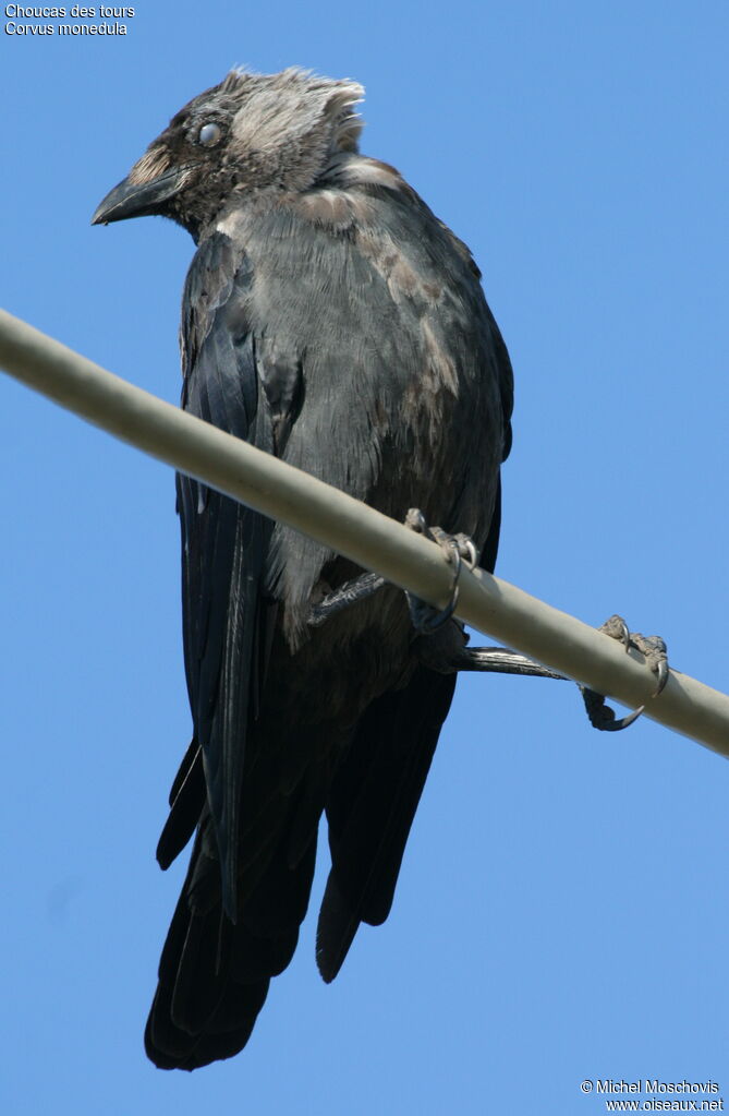 Western Jackdaw, Behaviour