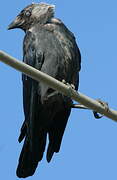 Western Jackdaw