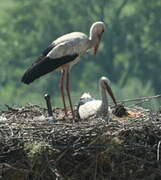 Cigogne blanche