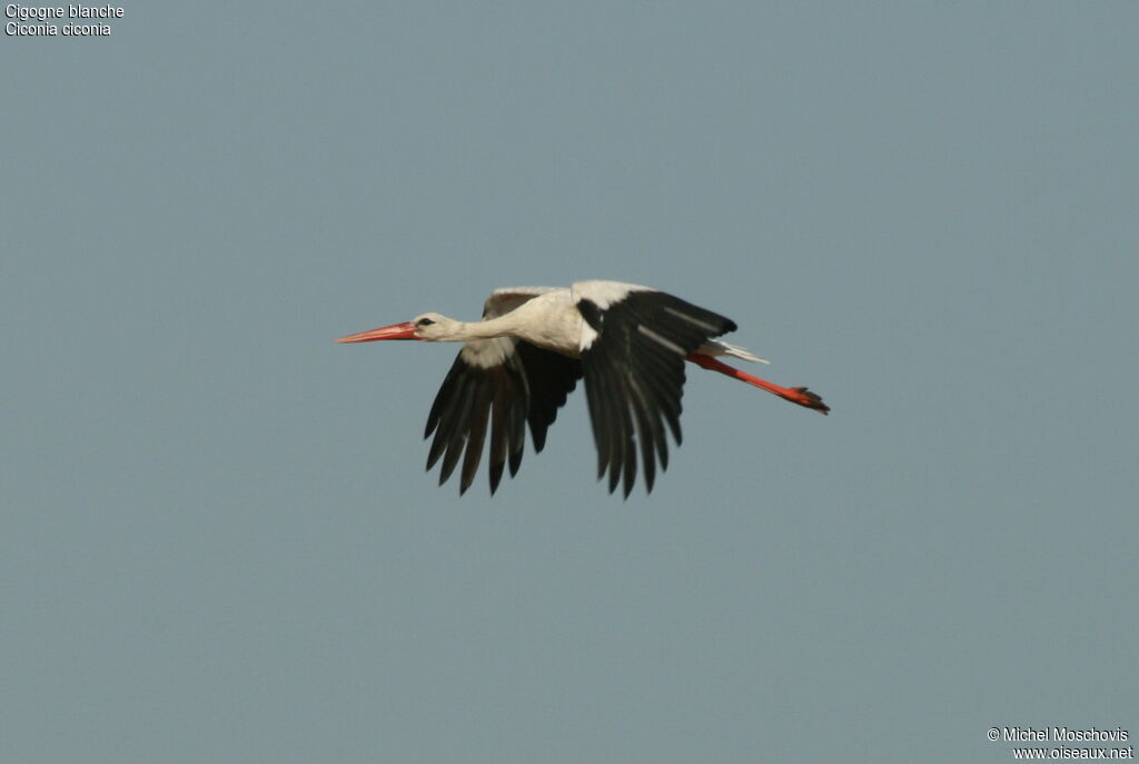 White Stork, Flight