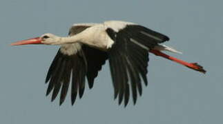 White Stork