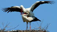 Cigogne blanche