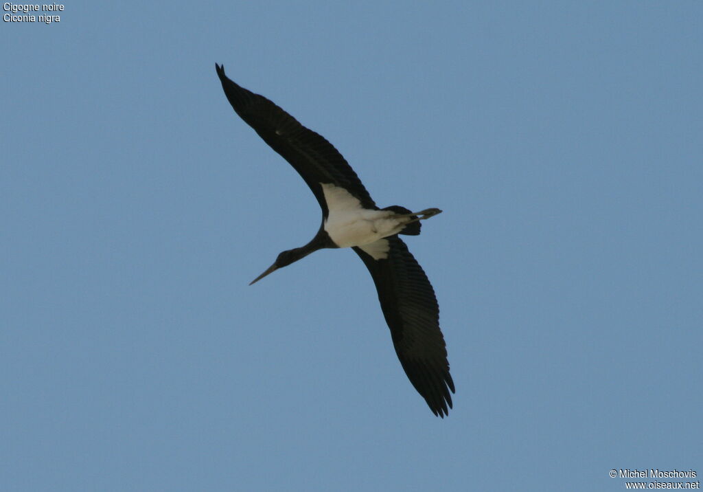 Black Stork, Flight