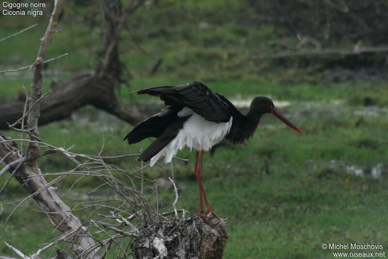 Cigogne noire