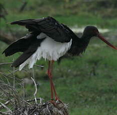 Cigogne noire