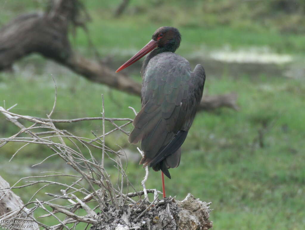 Black Storkadult breeding, Behaviour