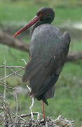 Black Stork